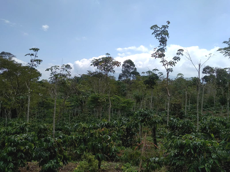 Agroforestri: Solusi Sederhana untuk Mencegah Tanah Longsor dan Mengatasi Perubahan Iklim Agroforestri: Solusi Sederhana untuk Mencegah Tanah Longsor dan Mengatasi Perubahan Iklim